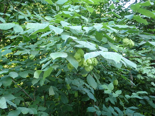 European bladdernut
