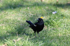 Agelaius phoeniceus
