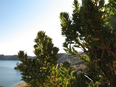 Baccharis tricuneata