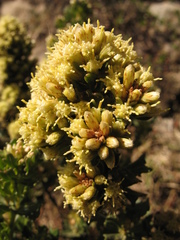Baccharis tricuneata