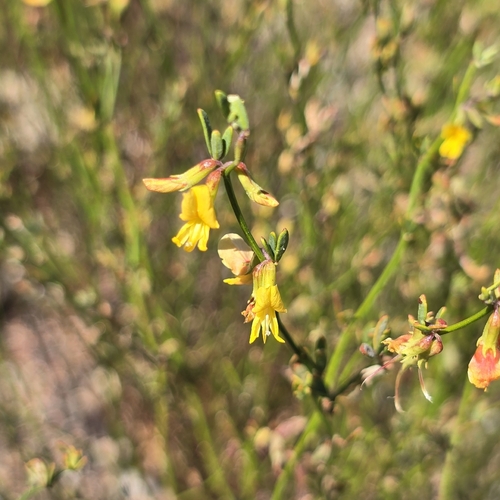 iNaturalist observation photo of deerweed