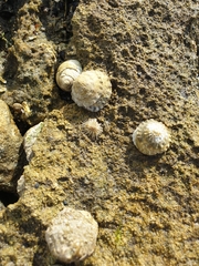 Bembicium
