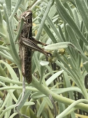 Schistocerca americana