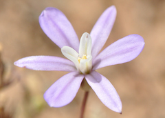 Brodiaea nana