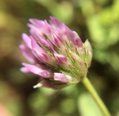 Trifolium ciliolatum