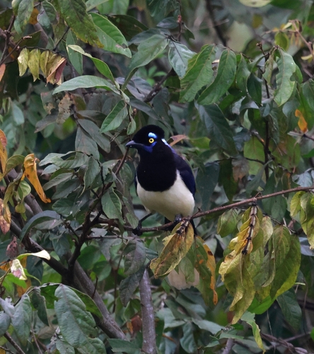 Plush-crested Jay