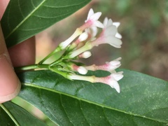 Rauvolfia verticillata