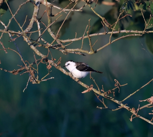 Black-backed Water-Tyrant