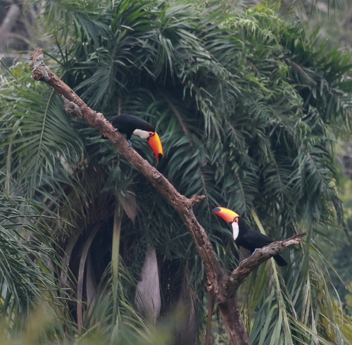Toco Toucan