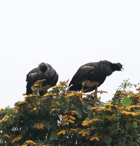 Horned Screamer