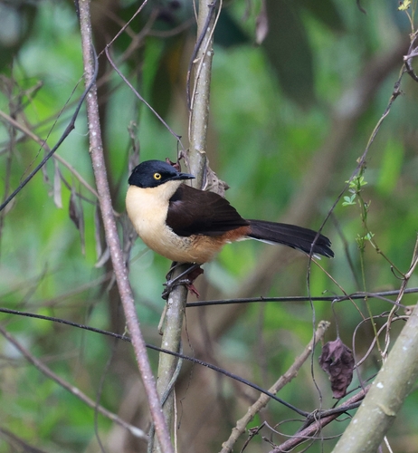 Black-capped Donacobius