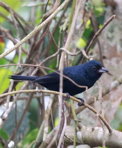 Ruby-crowned Tanager
