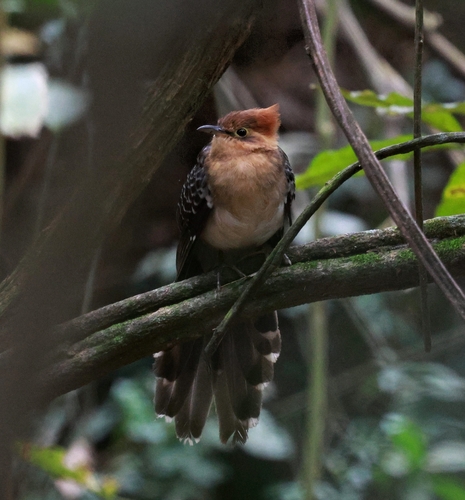 Pavonine Cuckoo