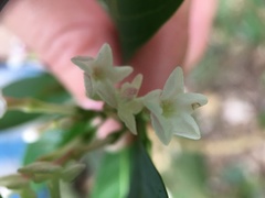 Rauvolfia verticillata