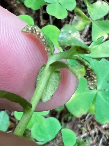 Endophyllum euphorbiae-sylvaticae, 2026-07-06