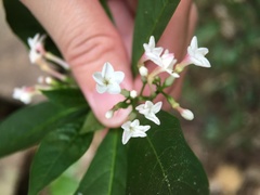 Rauvolfia verticillata