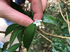 Rauvolfia verticillata