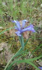 Iris macrosiphon