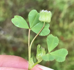 Trifolium microdon