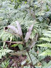 Tectaria harlandii