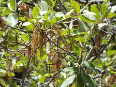 Quercus saltillensis