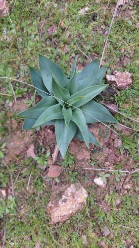 sea squill
