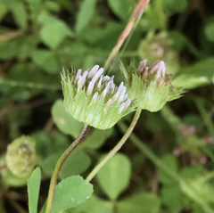 Trifolium microdon
