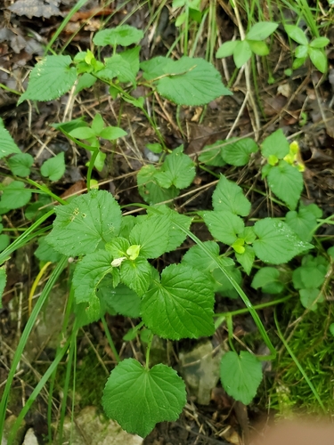 Viola striata, photograph 4