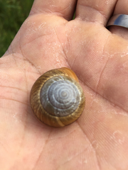 Helminthoglypta stiversiana