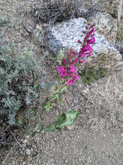 Penstemon clevelandii connatus