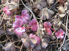 Geranium dalmaticum