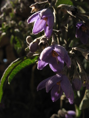 Solanum nitidum