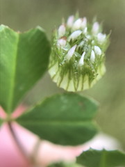Trifolium microdon