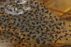 Lithobates sylvaticus image