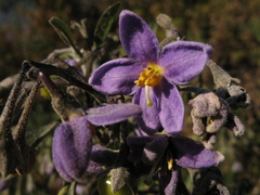 Solanum nitidum