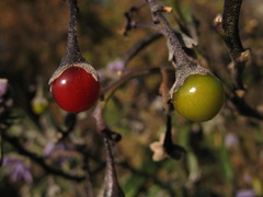 Solanum nitidum