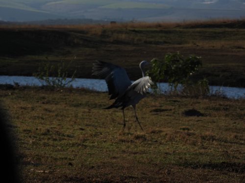 iNaturalist image