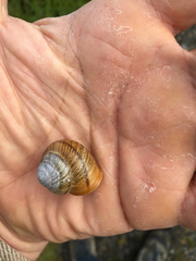 Helminthoglypta stiversiana