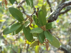 Quercus saltillensis