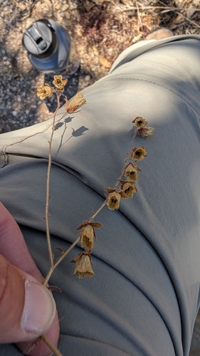 iNaturalist observation photo of whispering bells