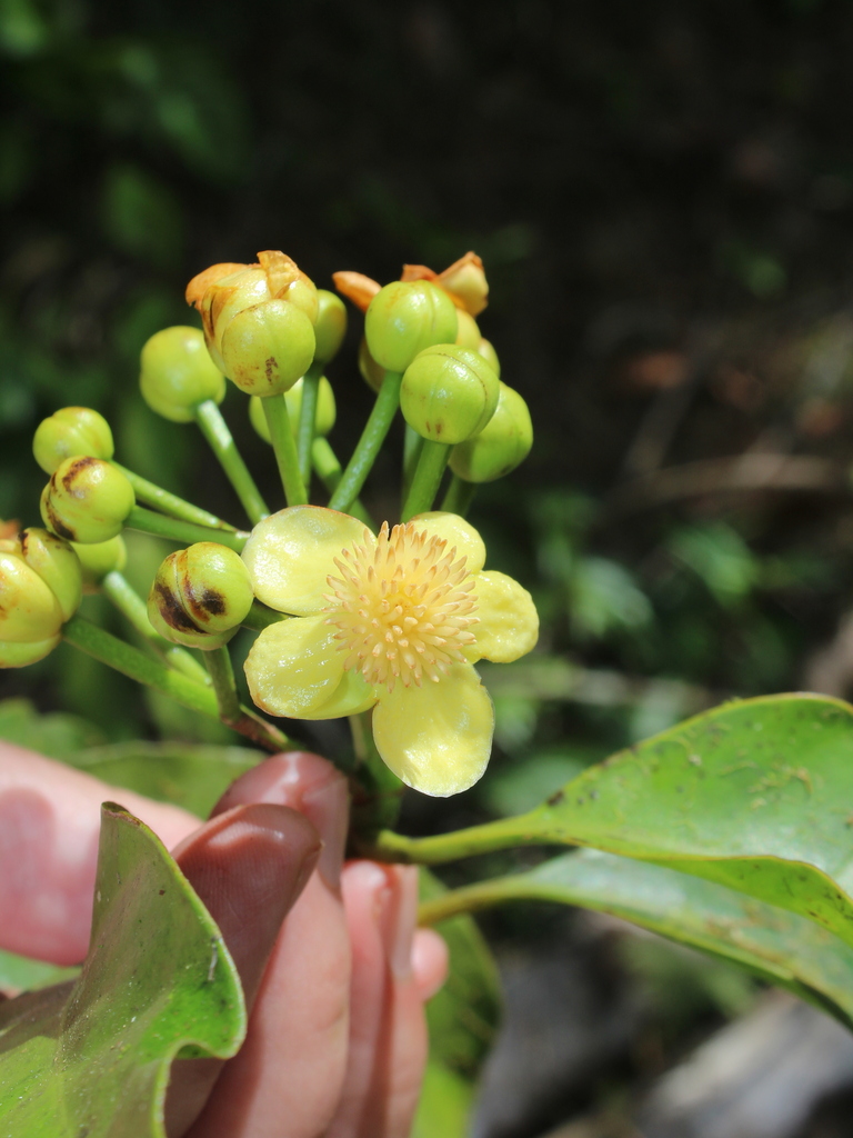 Tovomita xanthochlora