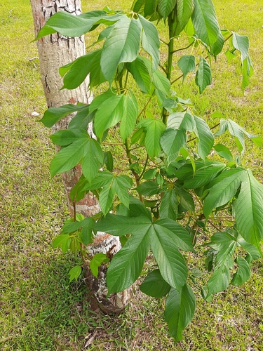 Buttercup Tree