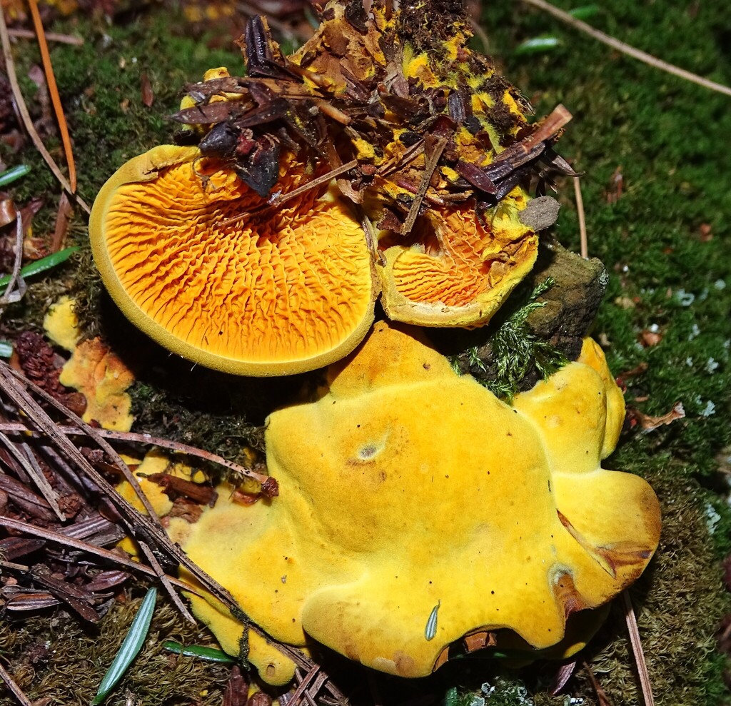 Pseudomerulius curtisii · July 2026 · photo: Photo: (c) Shirley Zundell, some rights reserved (CC BY) · iNaturalist
