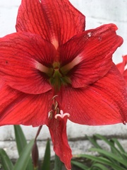 Hippeastrum vittatum