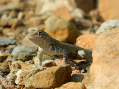 Sceloporus gadoviae