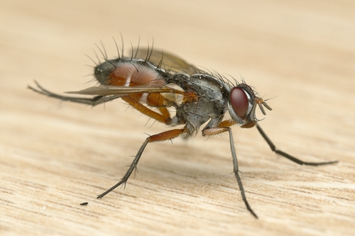 Mintho rufiventris