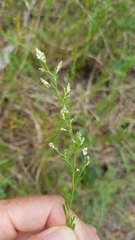 Polygonella polygama brachystachya