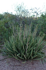 Dudleya viscida