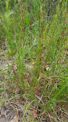 Polygonella polygama brachystachya