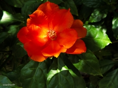 Leuenbergeria bleo
